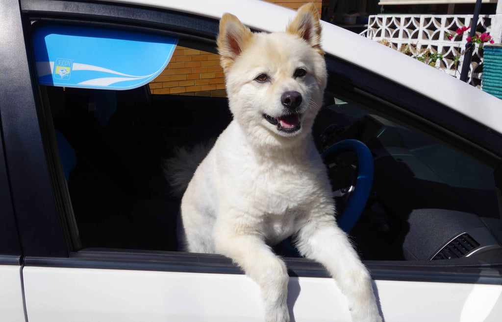 車窓ガラスは紫外線を遮断しないの でしょうか?